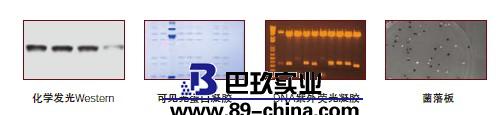 凝膠成像系統